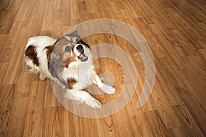 Cute little pet dog barking indoor on brown background