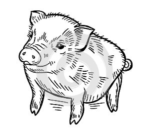 Cute little pig.Babby pig hand drawn Farming illustration.