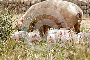 Cute little pig piglet outdoor in summer