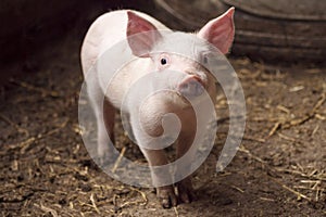 Cute little pig in pigpen