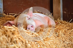 cute little piglet with its eyes closed, taking a nap in the straw barn