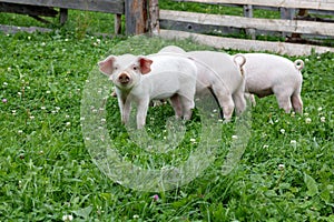 Cute little piglets on farm