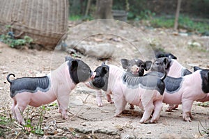 Cute little pigs