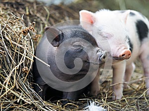 Cute little pigs in the farm. Portrait of a pig