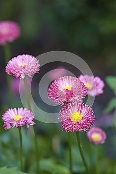 Cute Little Pink Daisy Flowers