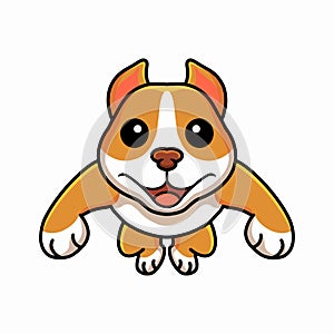 Cute little pitbull cartoon jumping