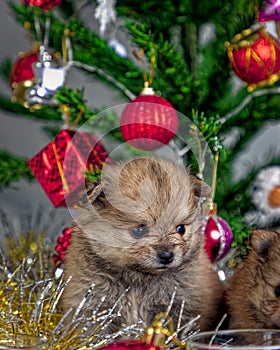 cute little Pomeranian puppies in a Christmas entourage