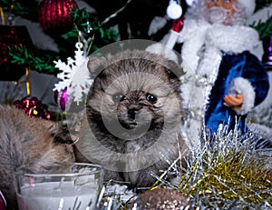 cute little Pomeranian puppies in a Christmas entourage