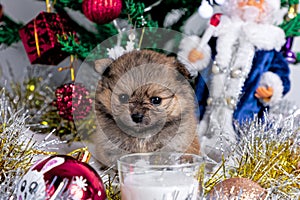 cute little Pomeranian puppies in a Christmas entourage