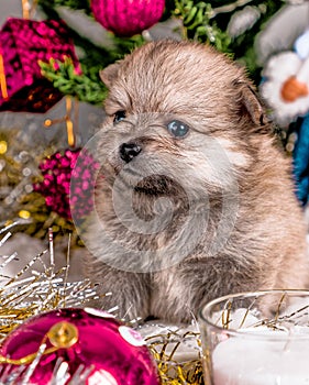 cute little Pomeranian puppies in a Christmas entourage