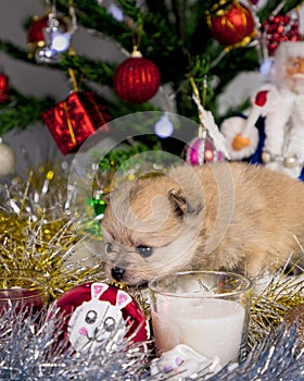 cute little Pomeranian puppies in a Christmas entourage