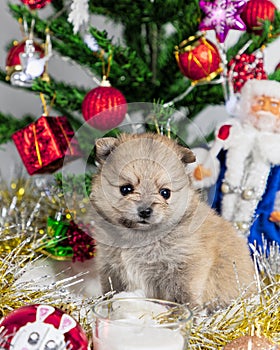 cute little Pomeranian puppies in a Christmas entourage