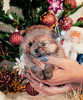 cute little Pomeranian puppies in a Christmas entourage