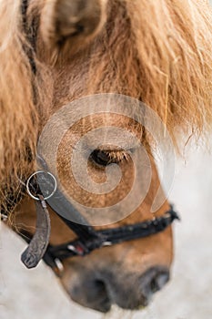 Cute little pony closeup