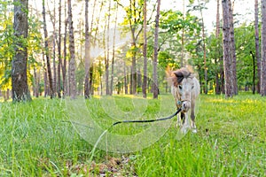 Cute little pony grazing in the forest