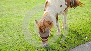 Cute little pony horse walking on green meadow and eating fresh grass