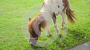 Cute little pony horse walking on green meadow and eating fresh grass