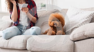 Cute little poodle puppy on sofa at home