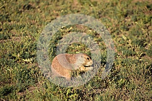 Cute Little Prairie Dog Eating Grasses