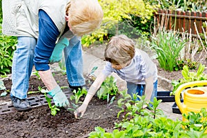 Cute little preschool kid boy and grandmother planting green salad in spring
