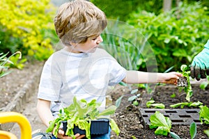 Cute little preschool kid boy and mother planting green salad in spring. Close-up of hand of adult and child having fun