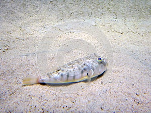 Cute little puffer fish laying on the sand on bottom of aquarium enclosure