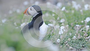 A Cute Little Puffin Bird Standing On The Ground Surrounded By Flowers In Wales Skomer Island - Clo