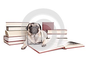 Cute little pug dog puppy reading books with reading glasses