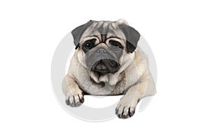 Cute little pug puppy dog, looking watchful waiting, hanging with paws on white banner,