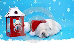 Cute little puppie with christmas red hat on blue background