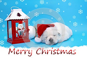 Cute little puppie with christmas red hat on blue background