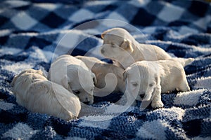Cute little puppies playing on a blue and white blanket