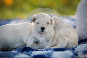 Cute little puppies snuggling on a blue and white blanket