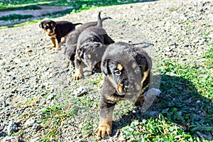 Cute little puppies are walking. Sunny day.