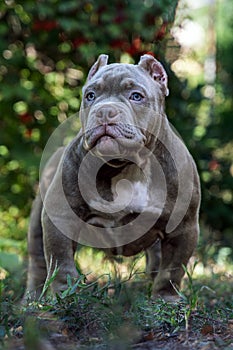 Cute little puppy of American Bully breed, with serious face expression, lilac blue color, white spot on the chest, blue eyes.