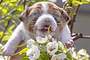Cute little puppy bitch jack russell terrier looks at pear flowers in the sun. Natural background. Home garden