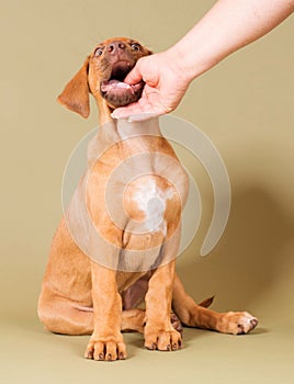 Cute little puppy biting in human hand