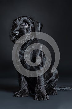 Cute little puppy of black Mittel Schnauzer breed, sitting with humiliating look.