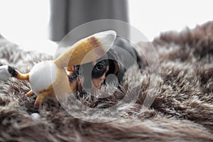 Puppy Dachshund on a bearskin rug playing with a toy Fox