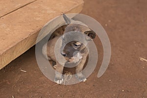 Cute little puppy dog in northern Cambodia