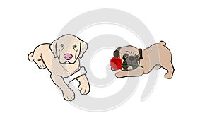 Cute little puppy dog with rose and Cute dog lying