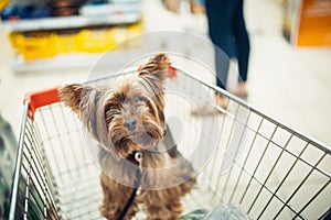 Cute little puppy dog sitting in a shopping cart on blurred shop mall background with people. selective focus macro shot