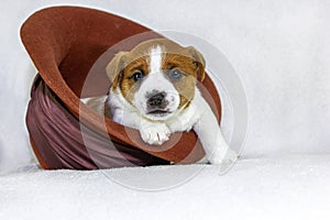 Cute little puppy dog â€‹â€‹male jack russell is sitting in a felt orange hat, the minx is playing. White background