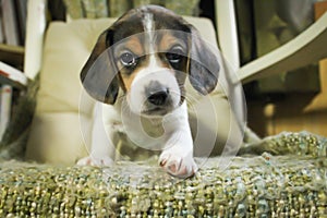 Puppy beagle doing a photoshoot photo