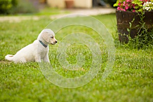 Cute little puppy golden retriever dog plays in grassy garden.