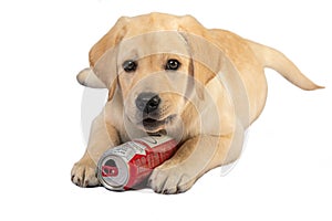 Cute little puppy of labrador retriever lying and playing with empty beer can isolated on white. Pets, toys, curiosity