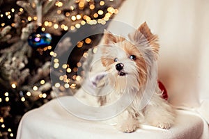 Cute little puppy looks into the camera sitting on a chair against the backdrop of Christmas decorations