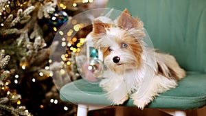 Cute little puppy looks into the camera sitting on a chair against the backdrop of Christmas decorations, 4K