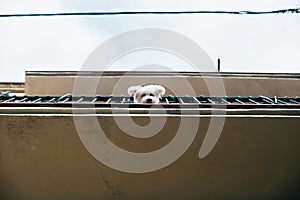 Cute little puppy looks out of balcony