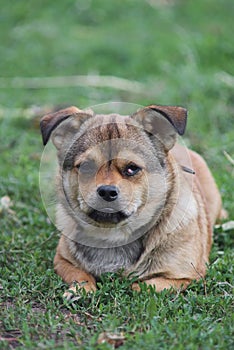 Cute little puppy lying on green grass